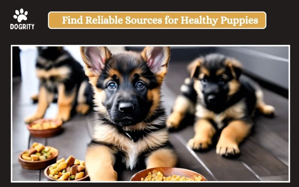 Find Reliable Sources for Healthy Puppies