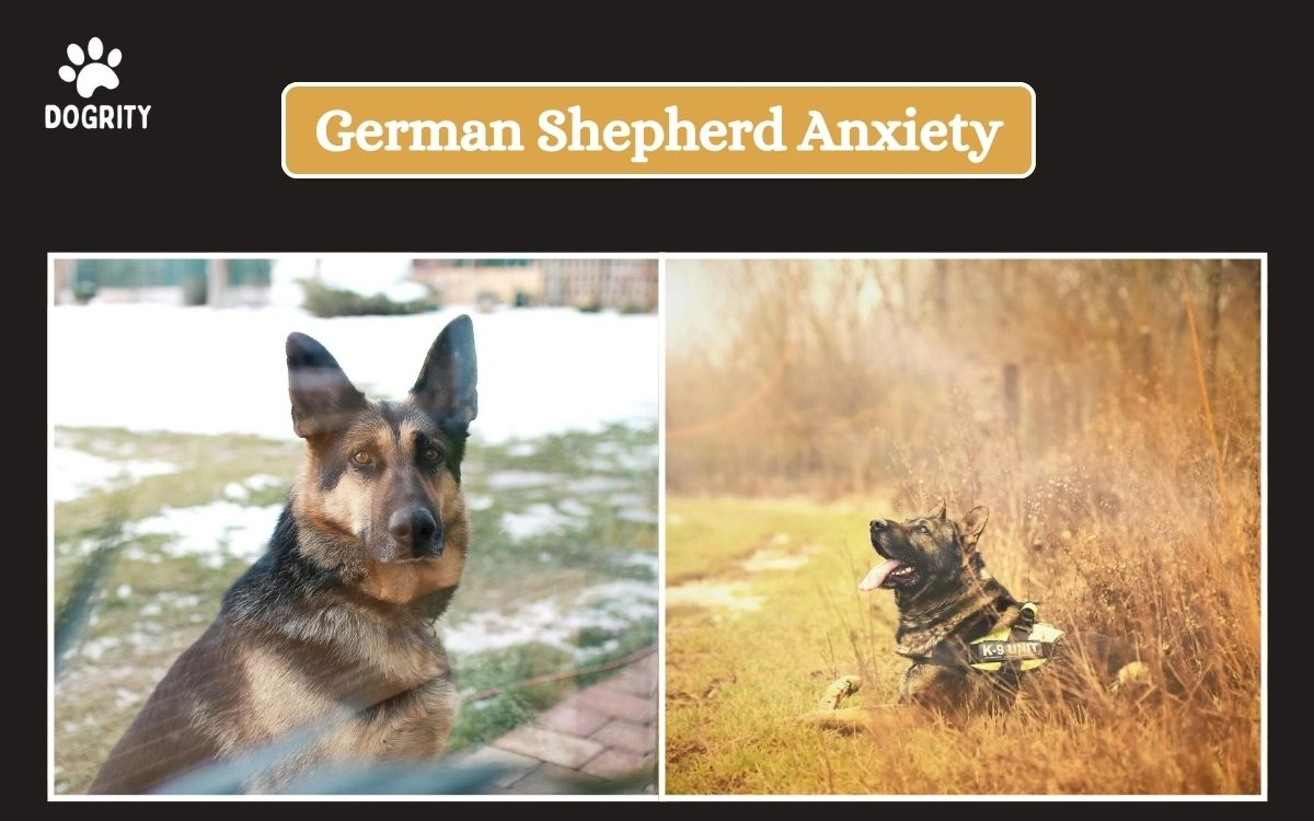 German Shepherd Anxiety