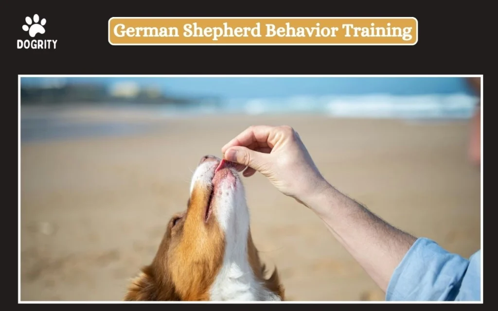 German Shepherd Behavior Training