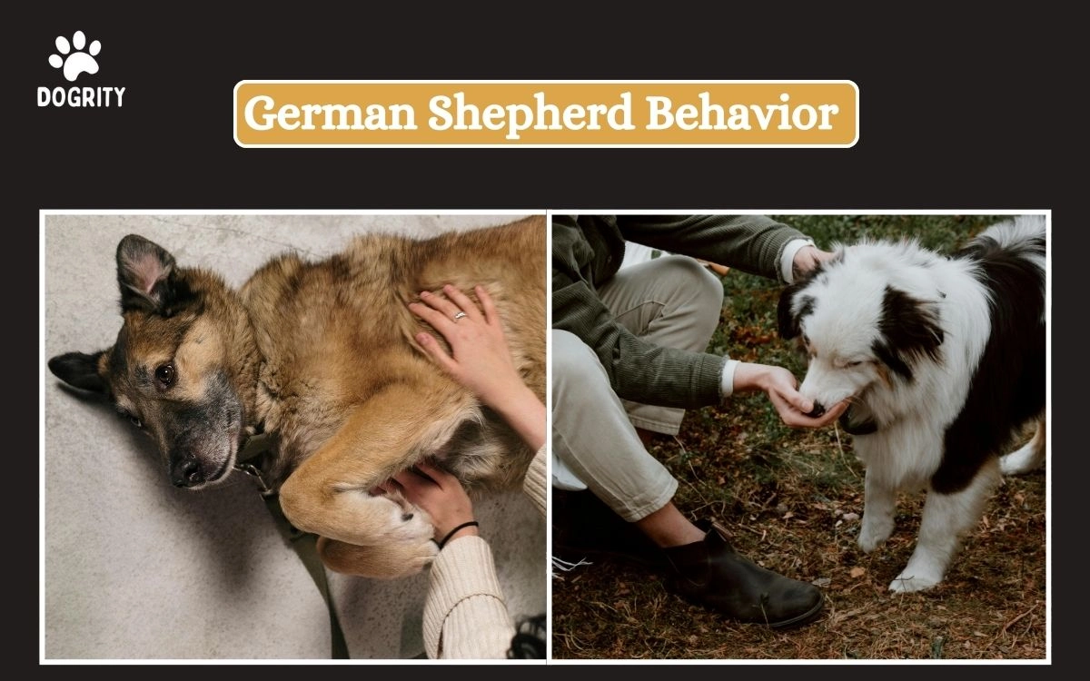 German Shepherd Behavior