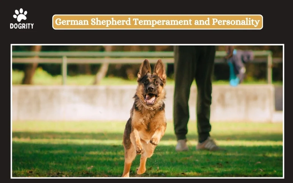 German Shepherd Temperament and Personality