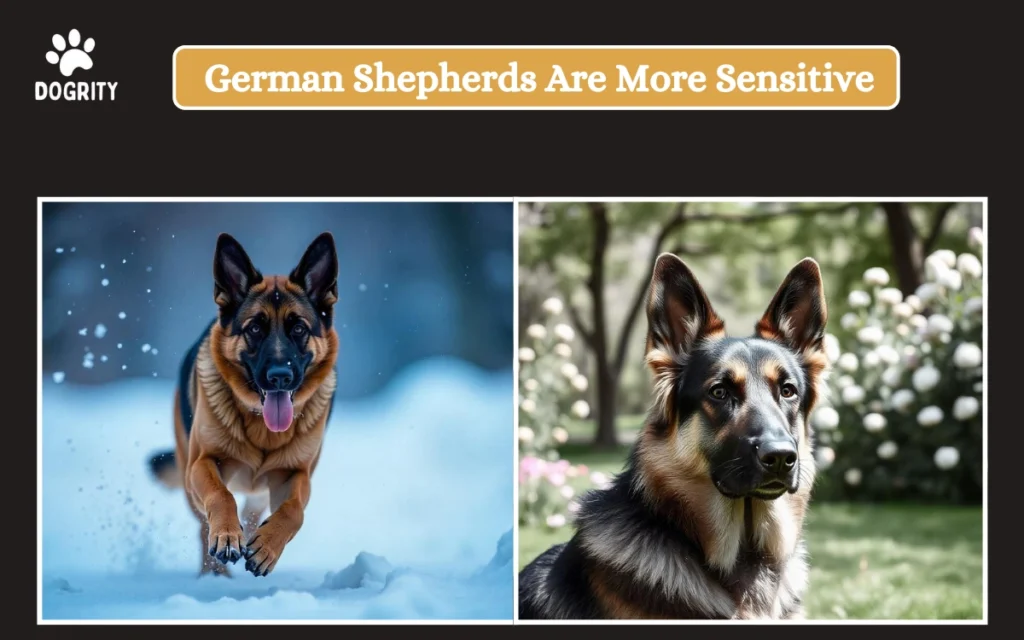 German Shepherds Are More Sensitive