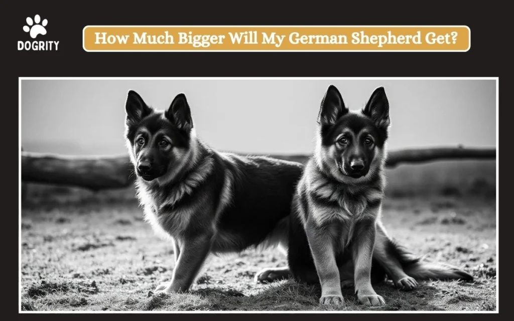 How Much Bigger Will My German Shepherd Get_