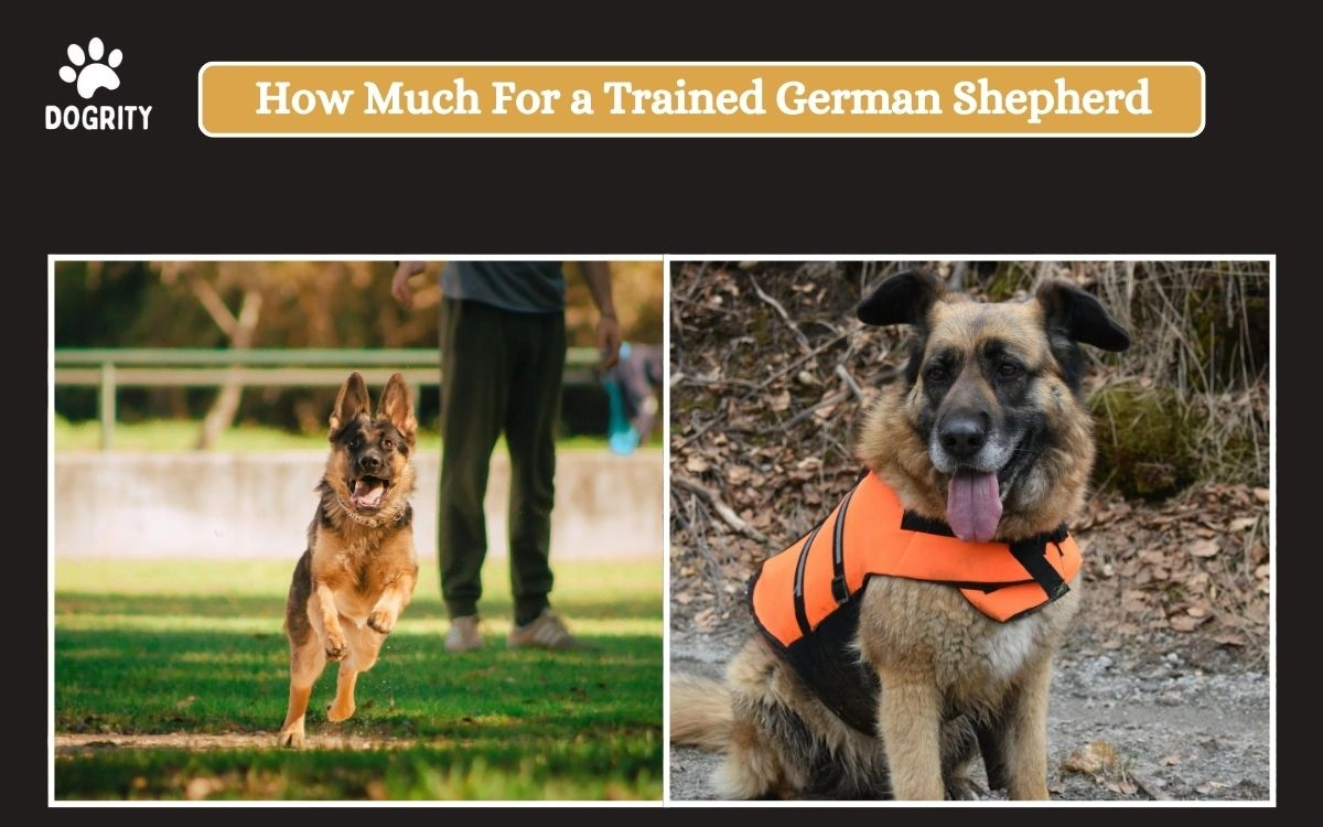 How Much For a Trained German Shepherd