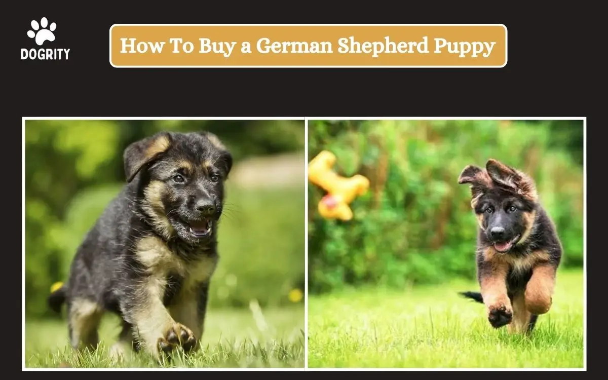 How To Buy a German Shepherd Puppy