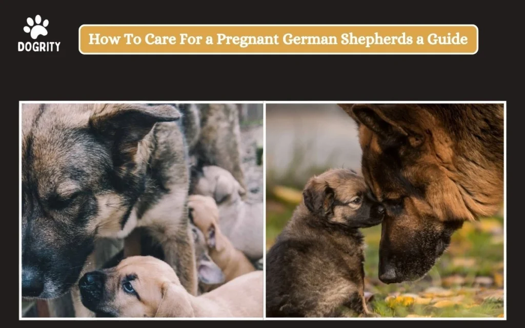 How To Care For a Pregnant German Shepherds a Guide