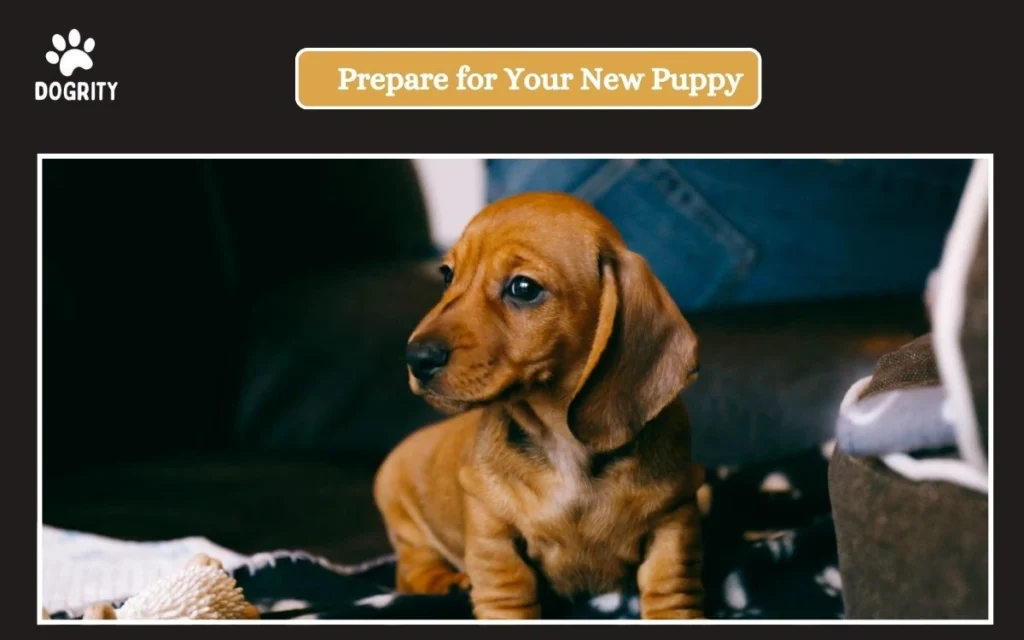 Prepare for Your New Puppy