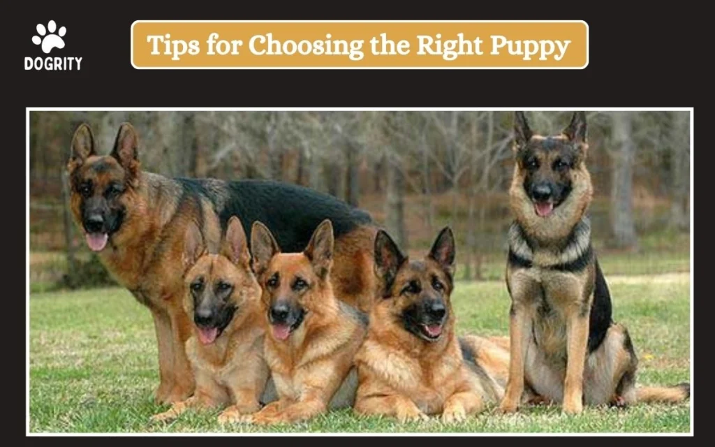 Tips for Choosing the Right Puppy