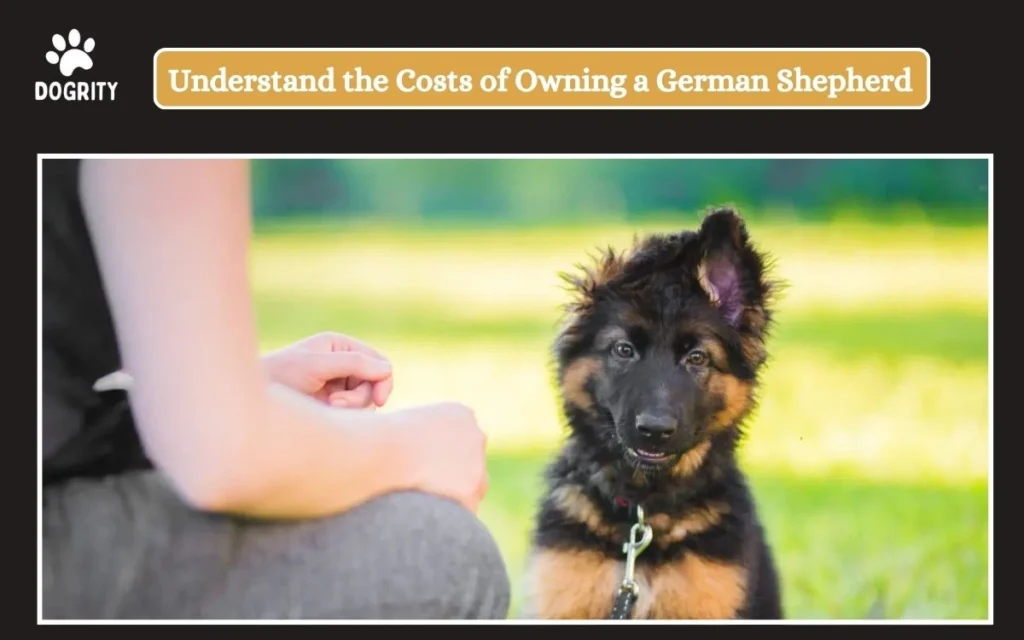 Understand the Costs of Owning a German Shepherd