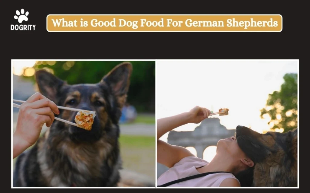 What is Good Dog Food For German Shepherds