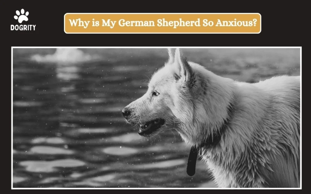 Why is My German Shepherd So Anxious_