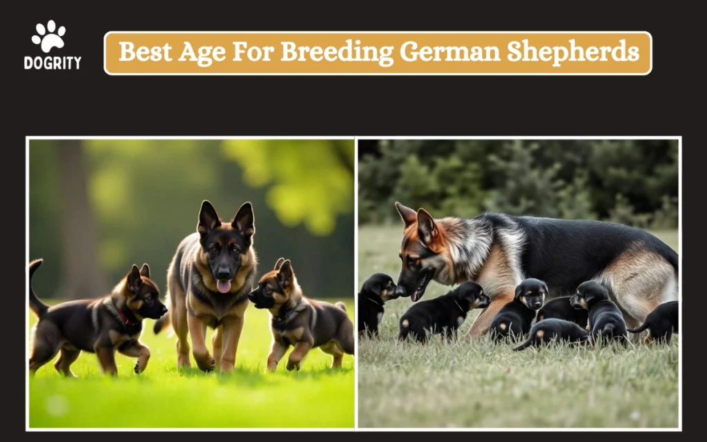 best age for breeding german shepherds