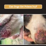 Can Dogs Get Poison Ivy_