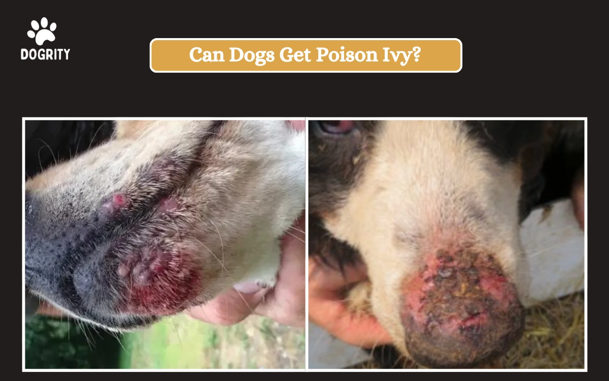 Can Dogs Get Poison Ivy_