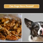 Can Dogs Have Pecans