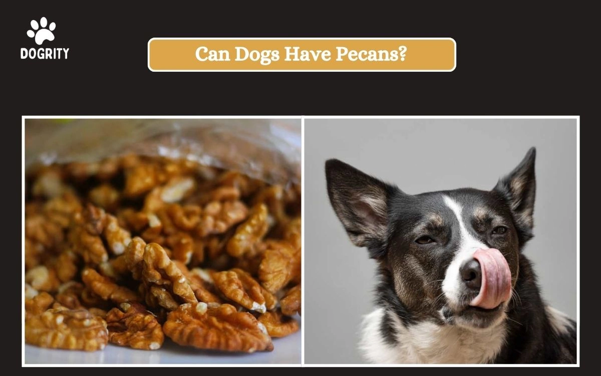 Can Dogs Have Pecans