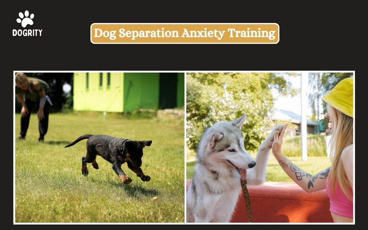 Dog Separation Anxiety Training