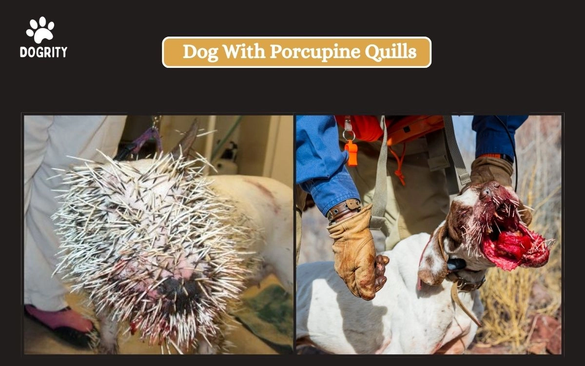 Dog With Porcupine Quills