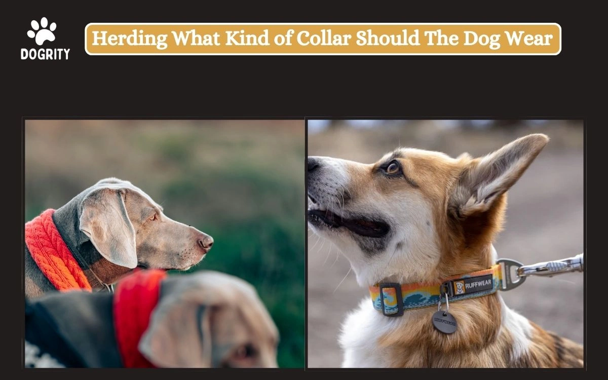 Herding What Kind of Collar Should The Dog Wear