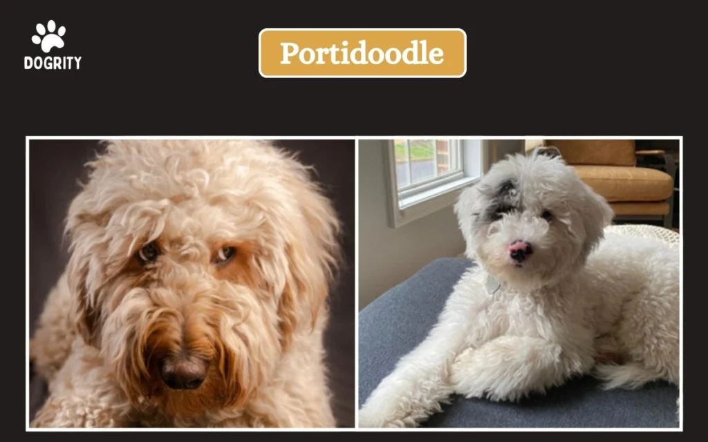 Portidoodle