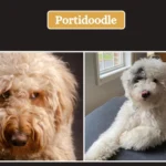 Portidoodle