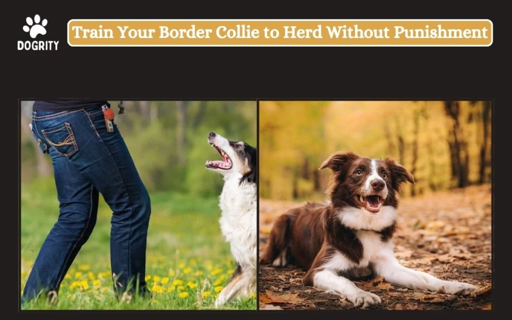 Train Your Border Collie to Herd Without Punishment