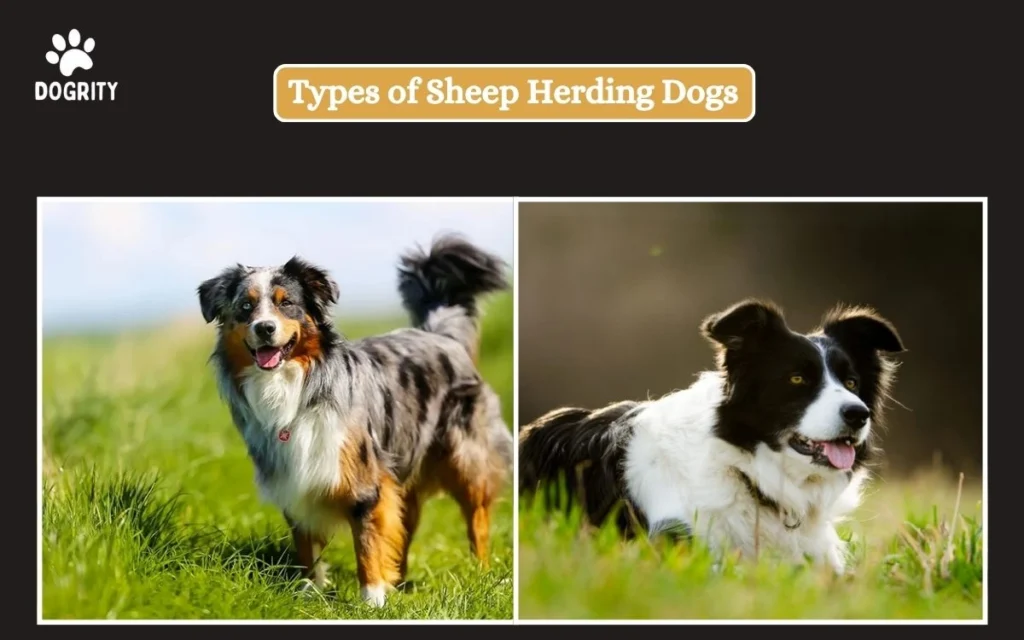 Types of Sheep Herding Dogs