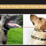 What Size Prong Collar For German Shepherd_