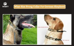 What Size Prong Collar For German Shepherd_