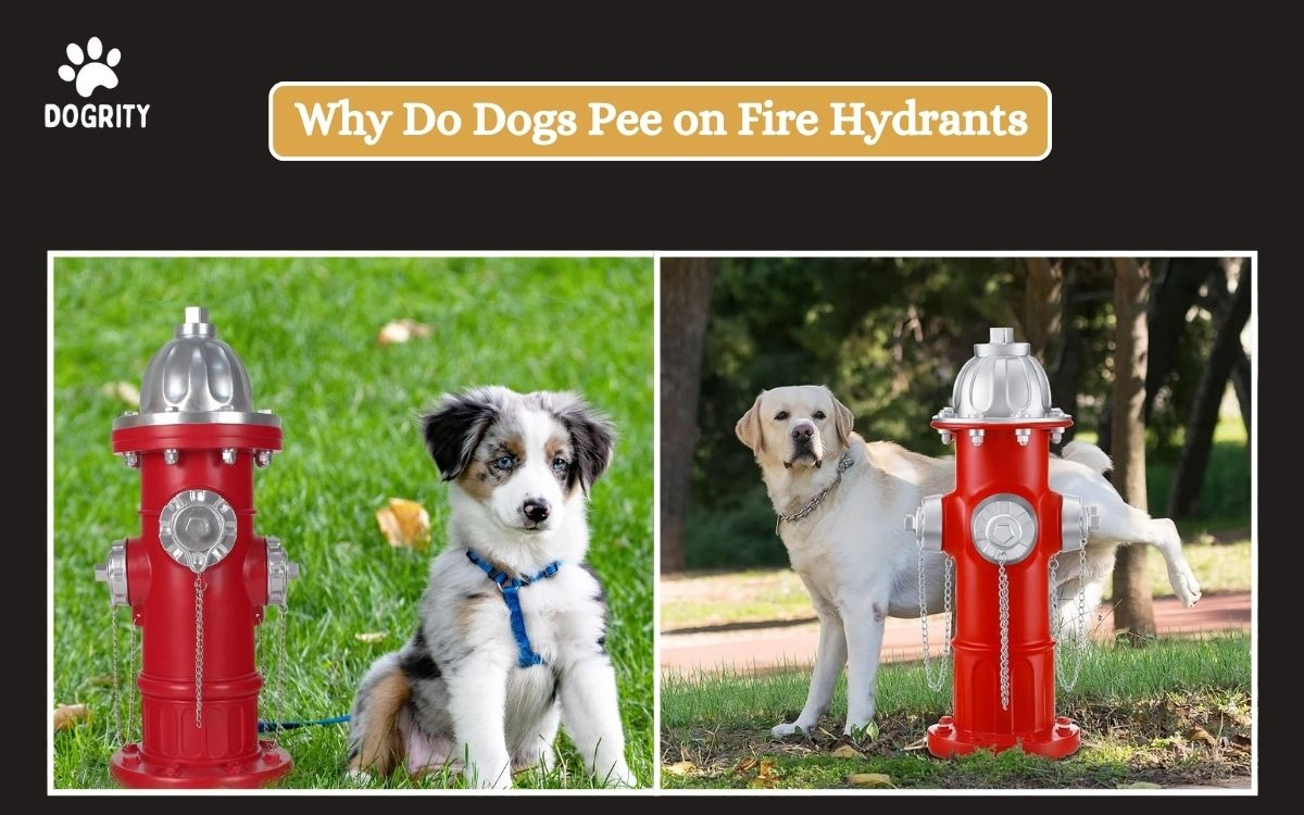 Why Do Dogs Pee on Fire Hydrants